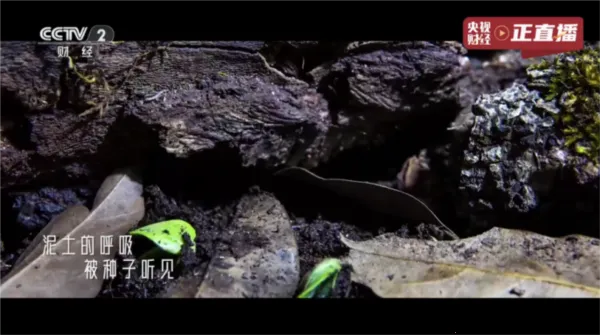 ��â����(����ֱ������)vLIVE ��Ѱ��ͼ