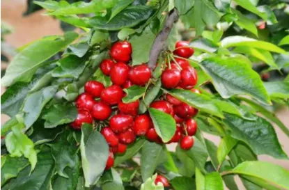 樱桃医生 樱桃医生