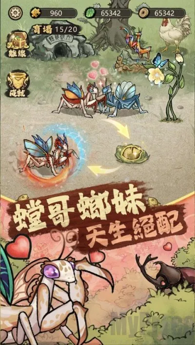 极品螳螂 极品螳螂