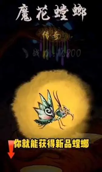 极品螳螂 极品螳螂