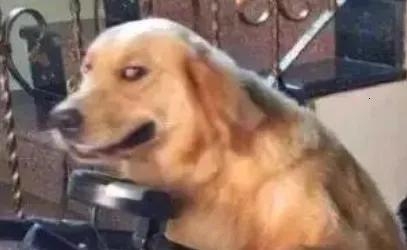 汐音gif制作 汐音gif制作