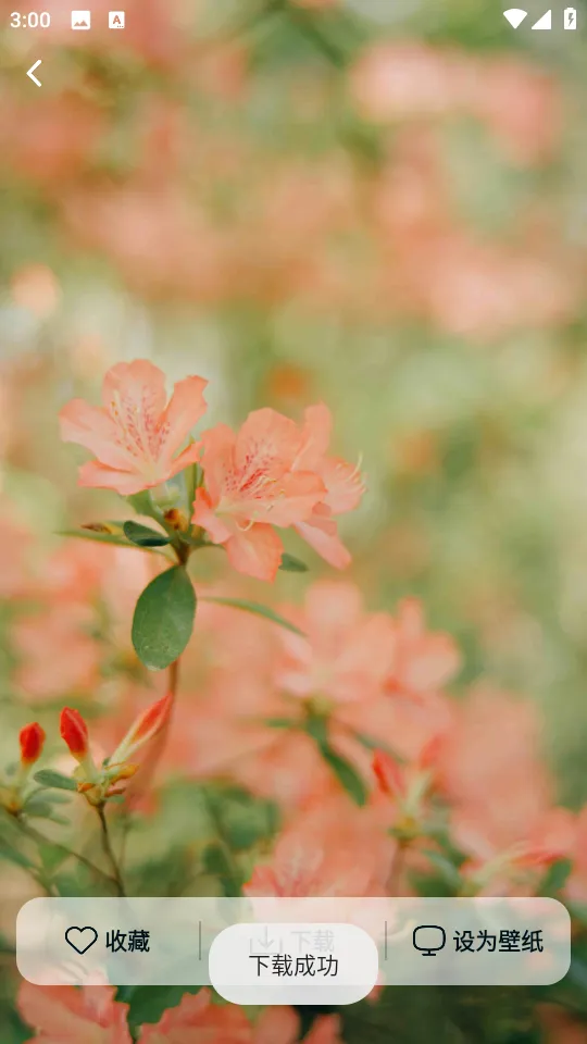 Ծ����ֽ(��ֽ����)